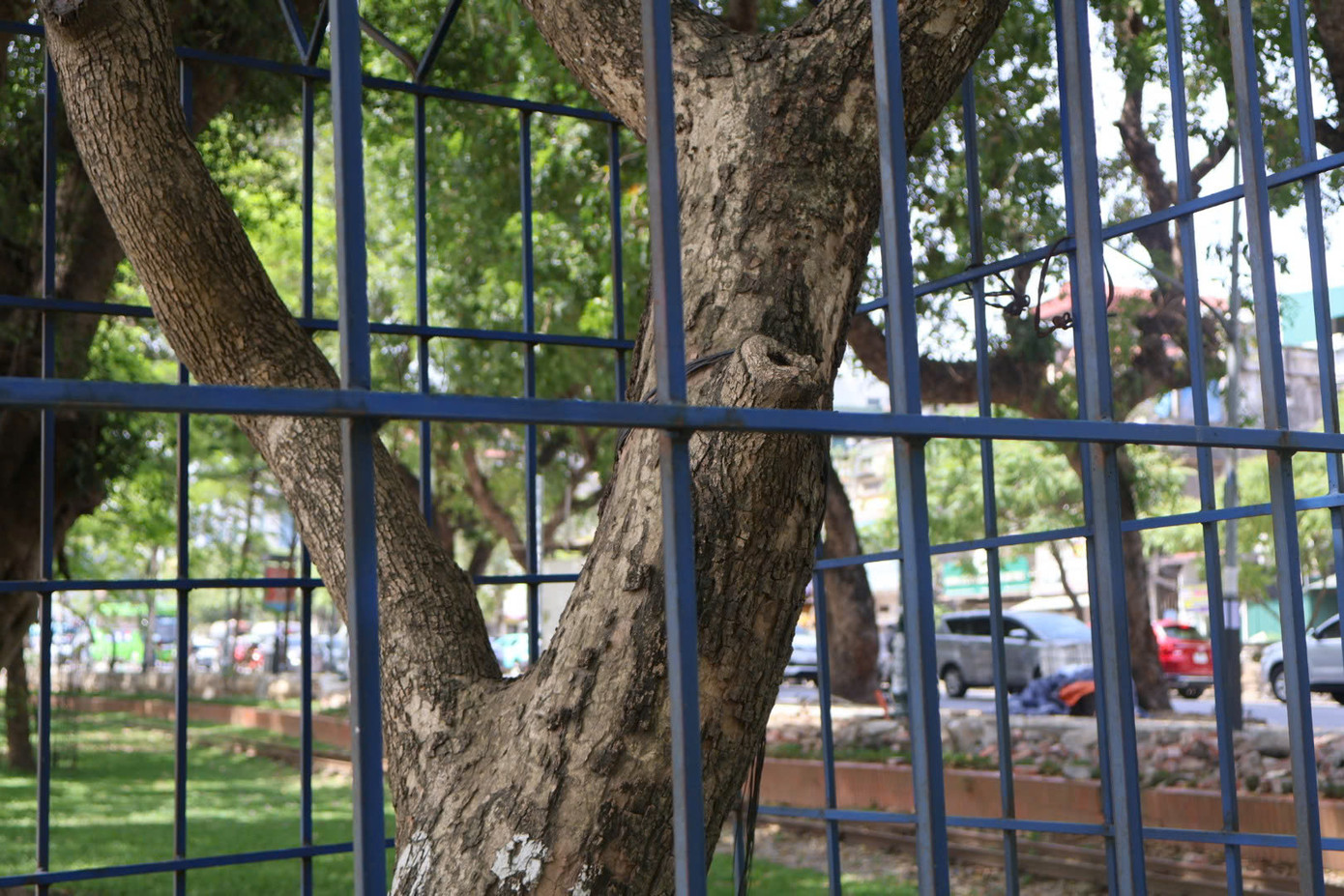 Theo tìm hiểu của phóng viên, những cây được bảo vệ này hầu hết là cây sưa đỏ - một loại cây quý hiếm, có giá trị rất cao.