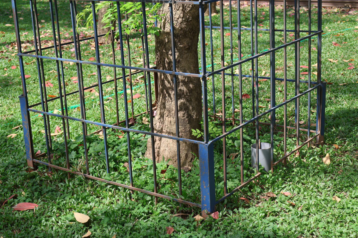 Có cây xanh được hàn kín bằng lồng sắt khá rộng, trong khi có những cây được rào sắt bó sát vào thân.