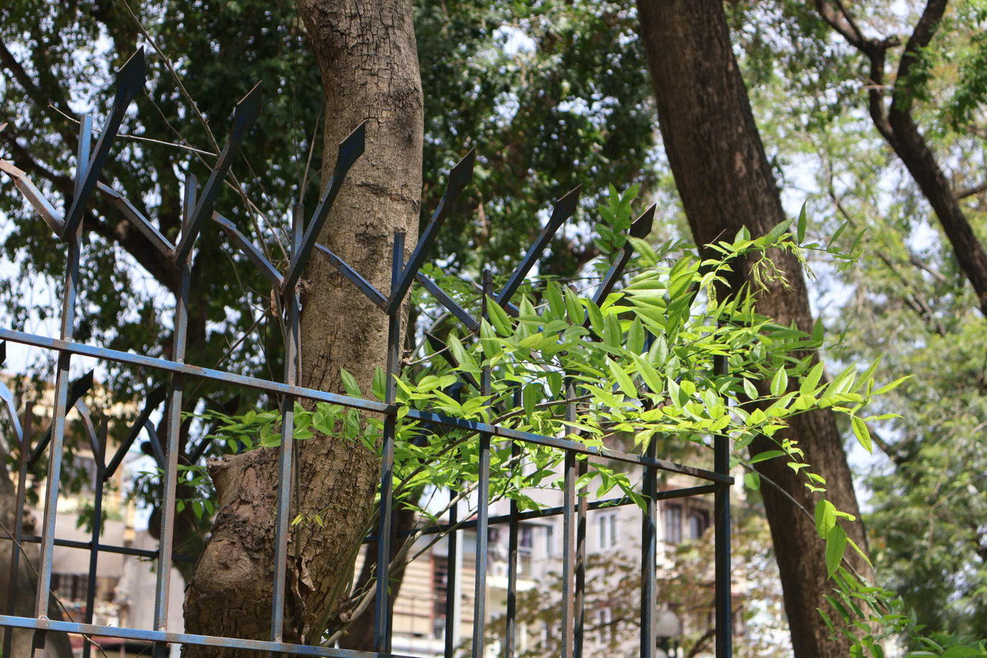 Những cây xanh này cũng được đánh số để quản lý. Hàng rào sắt để đảm bảo sự "an toàn" cho cây.
