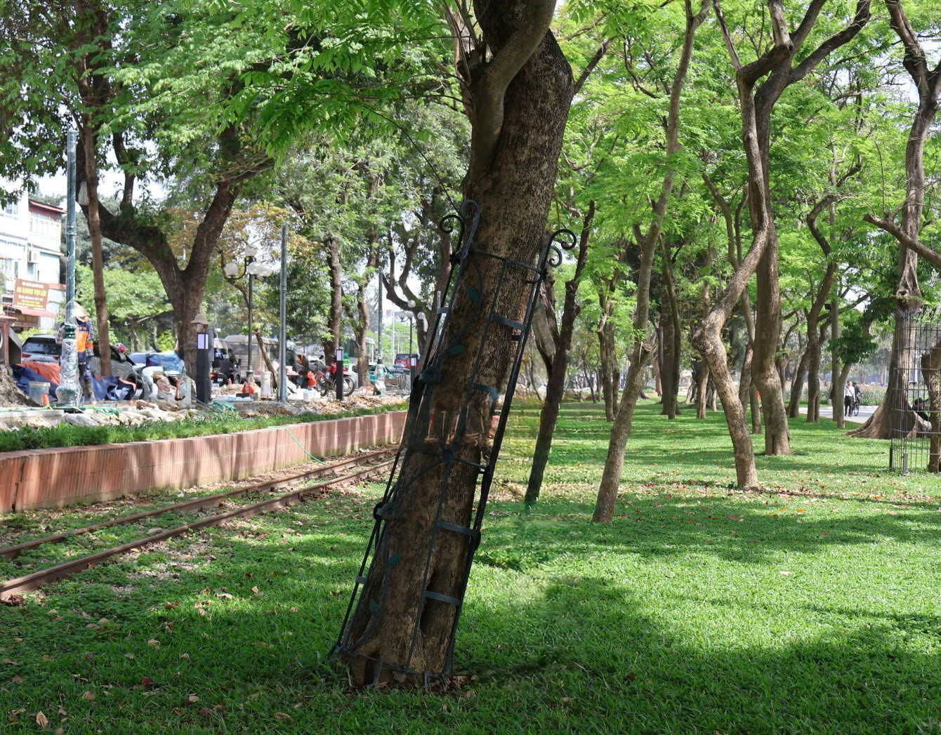 Có cây xanh được hàn kín bằng lồng sắt khá rộng, trong khi có những cây được rào sắt bó sát vào thân.