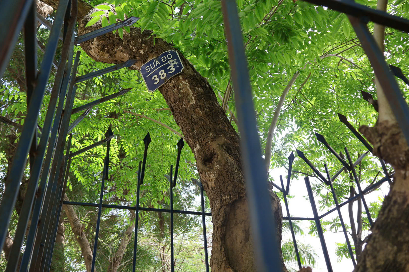 Theo tìm hiểu của phóng viên, những cây được bảo vệ này hầu hết là cây sưa đỏ - một loại cây quý hiếm, có giá trị rất cao.