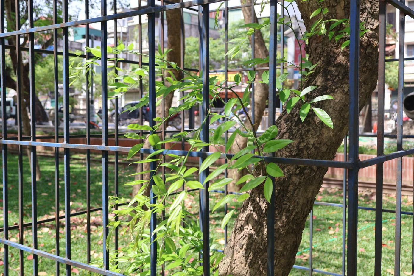 Theo tìm hiểu của phóng viên, những cây được bảo vệ này hầu hết là cây sưa đỏ - một loại cây quý hiếm, có giá trị rất cao.