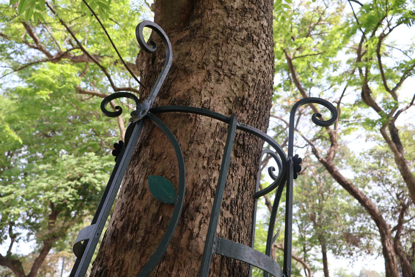 Những cây xanh này cũng được đánh số để quản lý. Hàng rào sắt để đảm bảo sự "an toàn" cho cây.