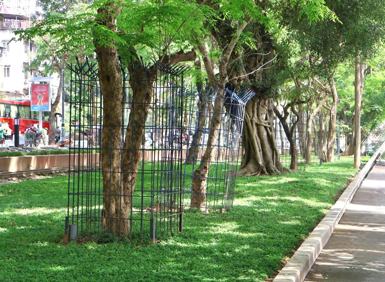 Một số cây xanh quý trong khuôn viên Công viên Thống nhất (Hà Nội) được hàn khung sắt quanh thân cây để bảo vệ.