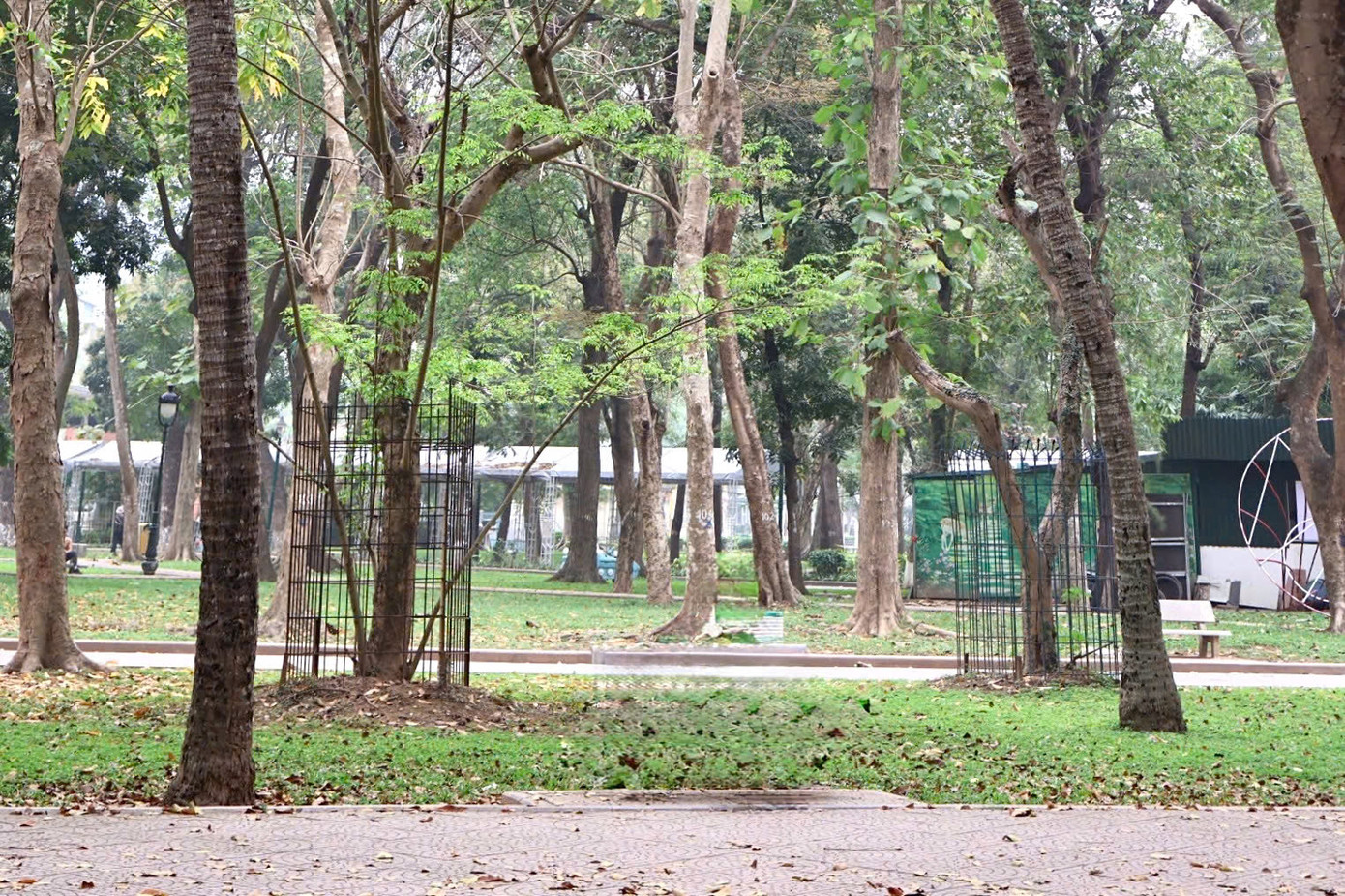 Theo chia sẻ của nhiều người dân quanh khu vực, việc này nhằm bảo vệ những cây quý khi hạ hàng rào công viên.