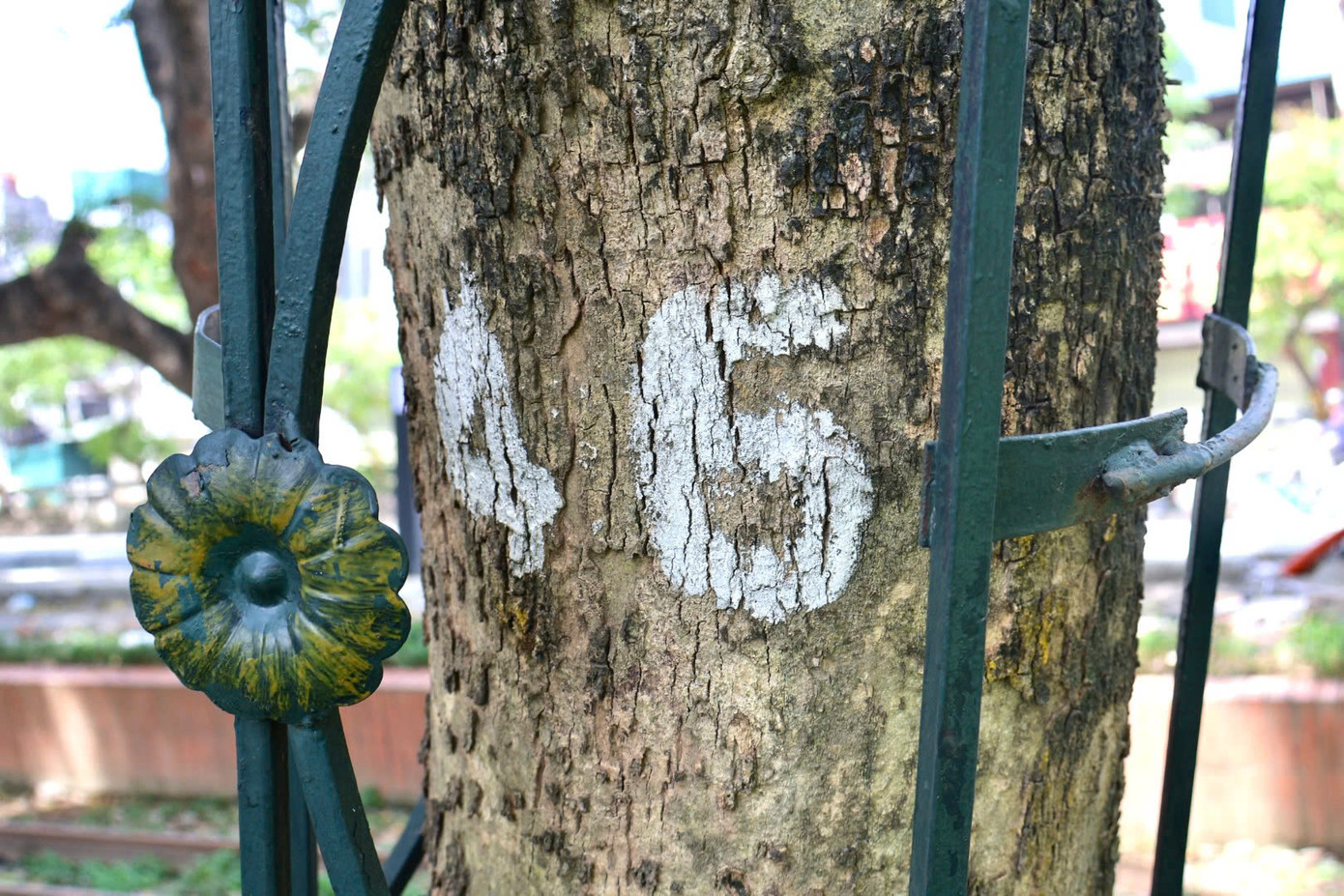 Những cây xanh này cũng được đánh số để quản lý. Hàng rào sắt để đảm bảo sự "an toàn" cho cây.