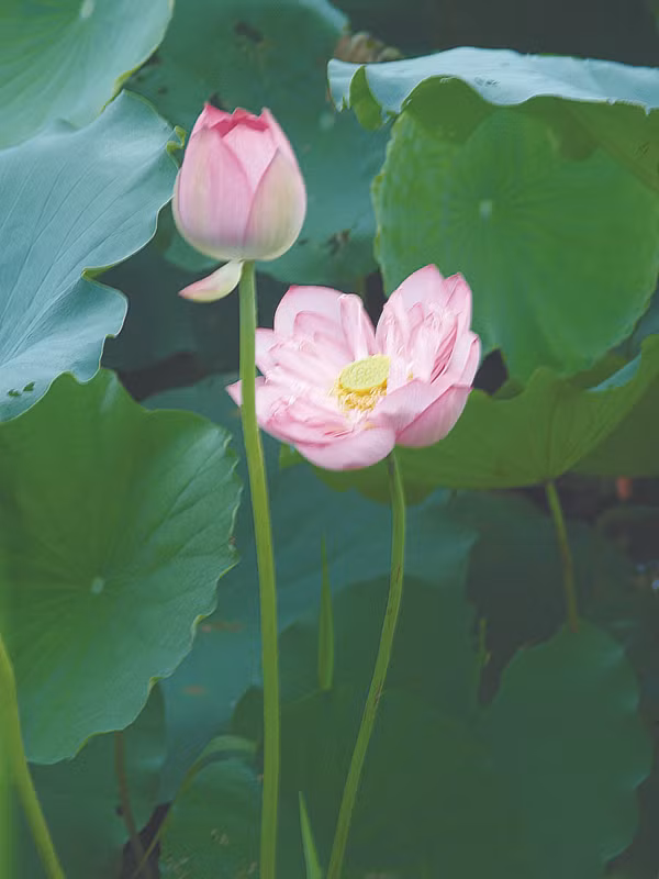 Bông sen cánh kép. Ảnh: Đỗ Đức 