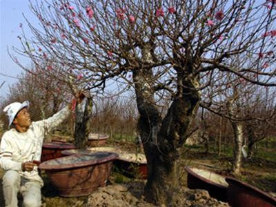 Cây đào thế giá 20 triệu đồng vườn nhà anh Vụ Cây đào thế giá 20 triệu đồng vườn nhà anh Vụ