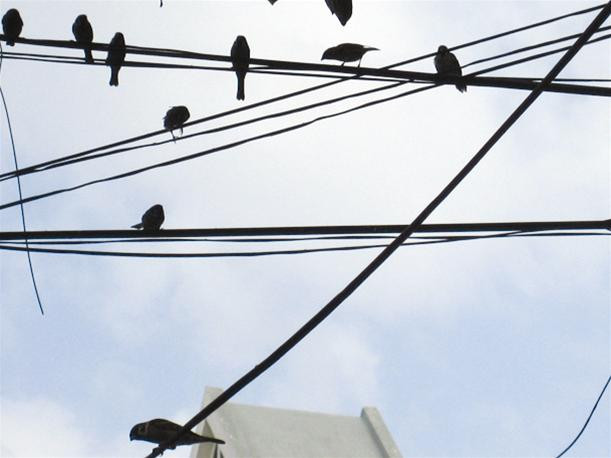 Đàn chim sẻ được chụp lại trước quán chị Vân - Ảnh: Đ.T