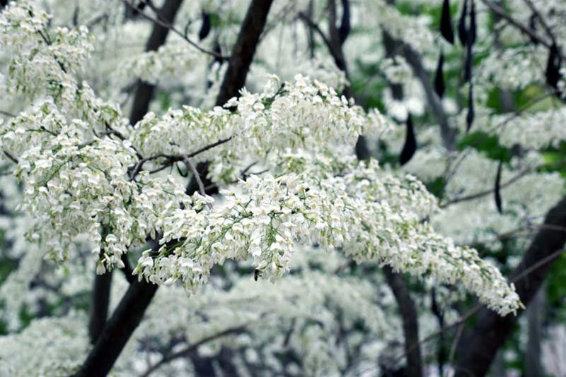 Những cây sưa được phủ một màu trắng tinh khiết tại các công viên như công viên Thống Nhất, Bách thảo, tại sân ký túc xá Mễ Trì, tại các ngả đường như Mai Xuân Thưởng, ngã tư Điện Biên Phủ - Chu Văn An... đã thu hút bất kỳ ai đi dưới tán cây. Không ít người dừng lại để chụp ảnh.