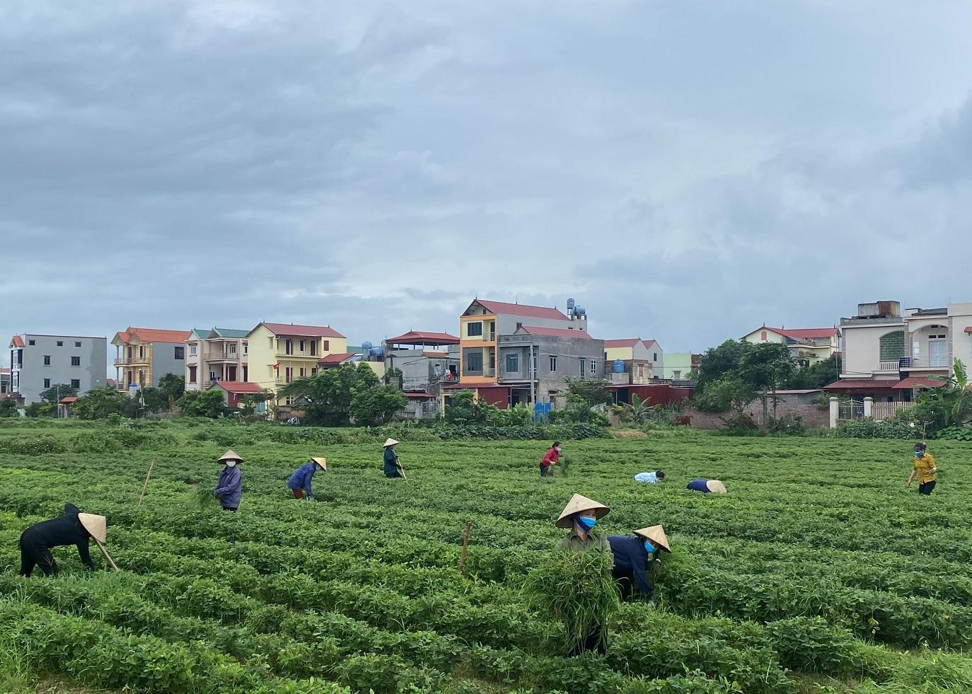 Ngoài việc nấu ăn, phụ nữ tại huyện Quế Võ còn thực hiện chăm sóc, thu hoạch hoa màu cho những gia đình bị cách ly. Tới đây khi bước vào vụ gặt, họ cũng sẽ đảm nhiệm công việc đồng áng để nhiều gia đình có thể yên tâm cách ly. Ngoài việc nấu ăn, phụ nữ tại huyện Quế Võ còn thực hiện chăm sóc, thu hoạch hoa màu cho những gia đình bị cách ly. Tới đây khi bước vào vụ gặt, họ cũng sẽ đảm nhiệm công việc đồng áng để nhiều gia đình có thể yên tâm cách ly.