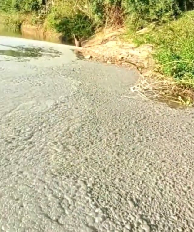 Lớp bọt dày đặc trên mặt nước Sông Bé.