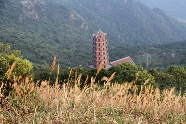 Vạt nắng cuối ngày vàng rực trên đám cỏ