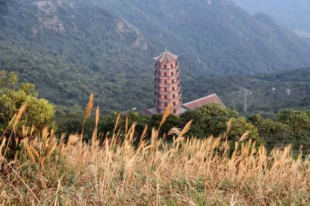 Vạt nắng cuối ngày vàng rực trên đám cỏ