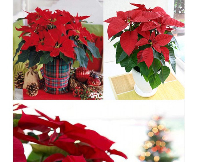 Ngoài cắm cúc vào bình, bạn cũng có thể ngắt những bông cúc nhỏ xinh thả vào bát để trang trí nhà thêm đẹp.