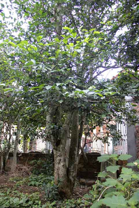 chè bảo bối, thần dược, thôn giếng cốc, cụ chè, chè cổ, truyền đời, 100 năm tuổi, ngôi làng chè bảo bối, thần dược, thôn giếng cốc, cụ chè, chè cổ, truyền đời, 100 năm tuổi, ngôi làng