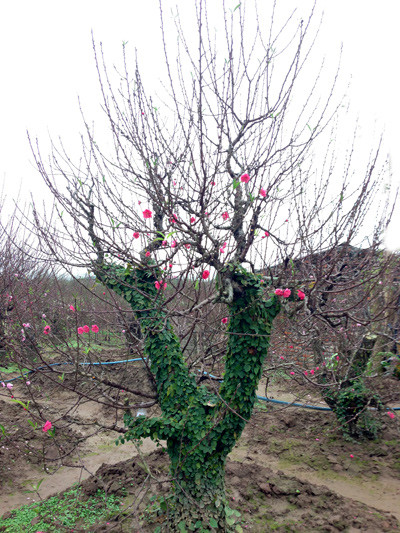 Một số gia đình thích chọn đào có thân leo bám xung quanh. Ảnh: Lam Huyền.