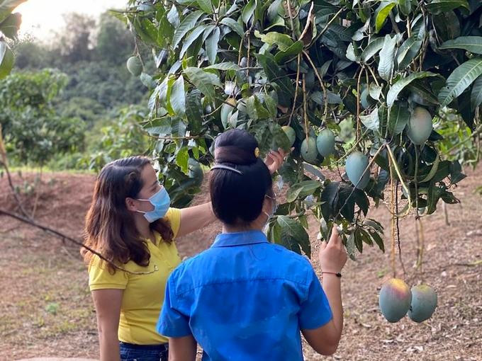 Bưu điện Việt Nam cùng nông dân Sơn La tiêu thụ xoài tới kì thu hoạch. Nguồn: Vietnam Post