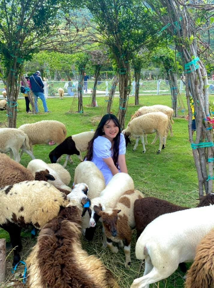 Du khách thỏa sức vui đùa bên những chú cừu hiếu khách