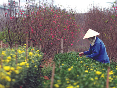 Vườn đào Nhật Tân ngày Tết