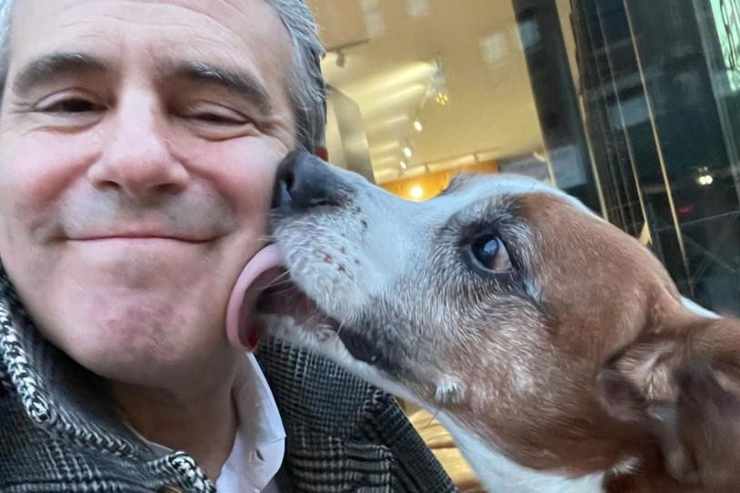 Chú chó Wacha liếm má MC Andy Cohen bày tỏ tình cảm sau thời gian xa cách. Chú chó Wacha liếm má MC Andy Cohen bày tỏ tình cảm sau thời gian xa cách.