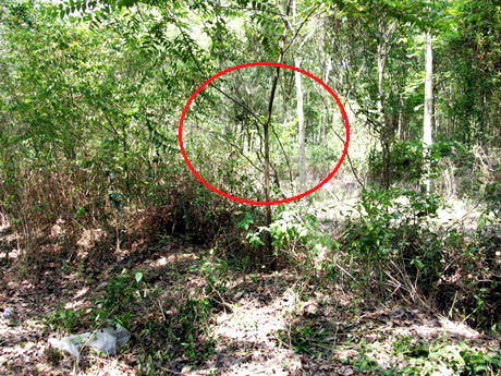 Thi thể anh Út bị treo lên trên cành cây trong vườn cao su