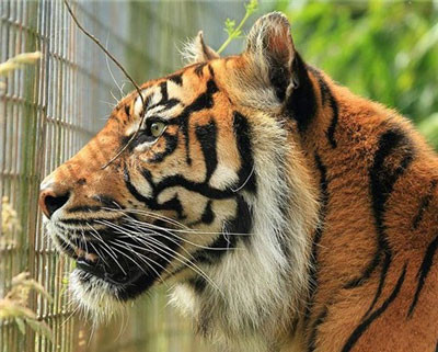 Con hổ Pandang đã cắn chết Sarah McClay 