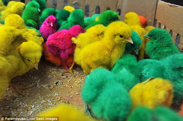 Những chú gà này mới chỉ được hai ngày tuổi đã được nhuộm màu lông mới