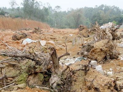 Nhiều gốc cây nằm trơ lại tại đồi Hóc Phân Sen