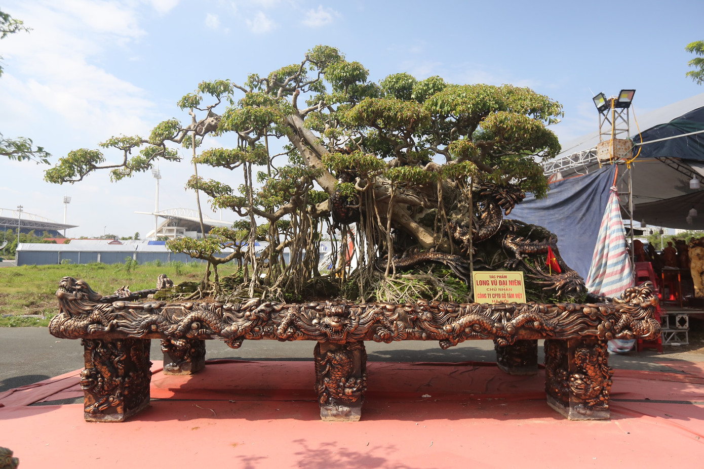Sự kiện thu hút nhiều cây cổ, dáng lạ, bonsai có giá trị hàng tỷ đồng. Trong ảnh: tác phẩm "Long Vũ Đại Niên" trị giá gần 10 tỷ đồng được trưng bày tại festival.