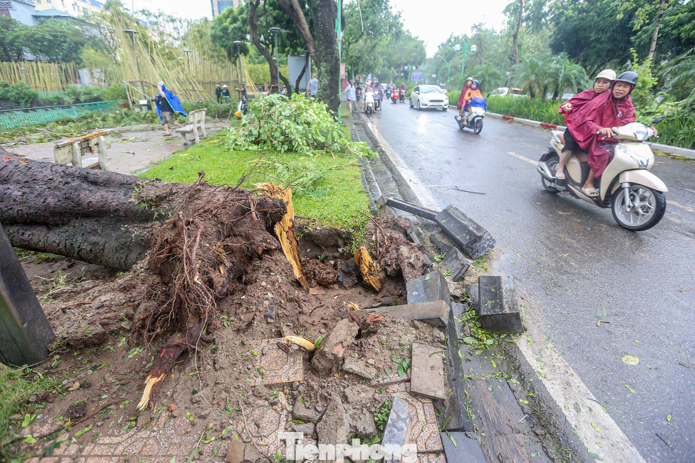 Cây cổ thụ bật gốc, vỡ vỉa hè.