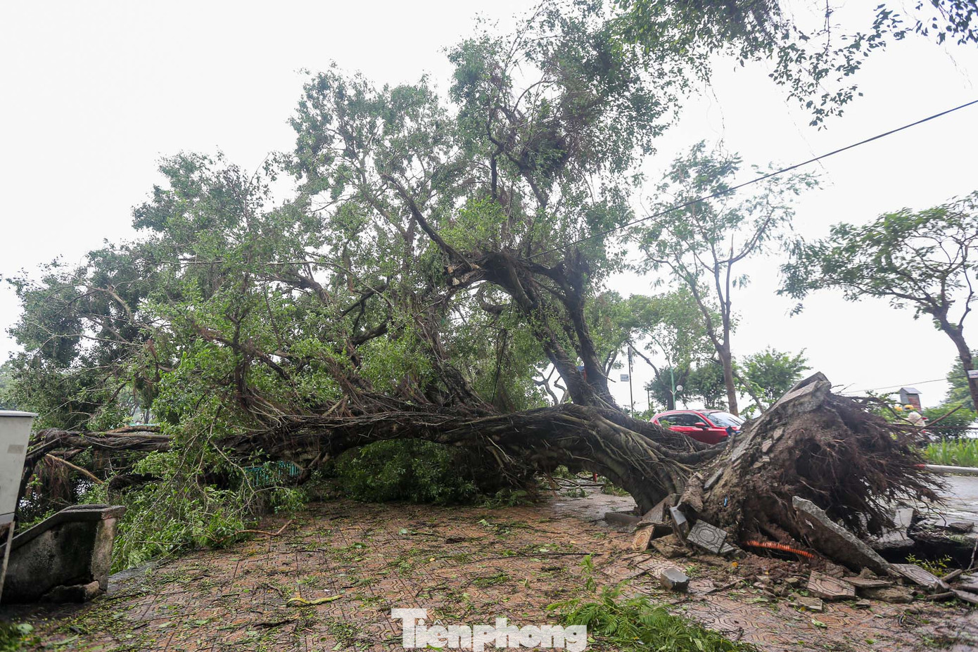 Cây cổ thụ lâu đời trên đường Thanh Niên bật gốc sau cơn bão số 3, đây là một cây cổ thụ khá quen thuộc với người dân Thủ đô khi đi qua khu vực này.
