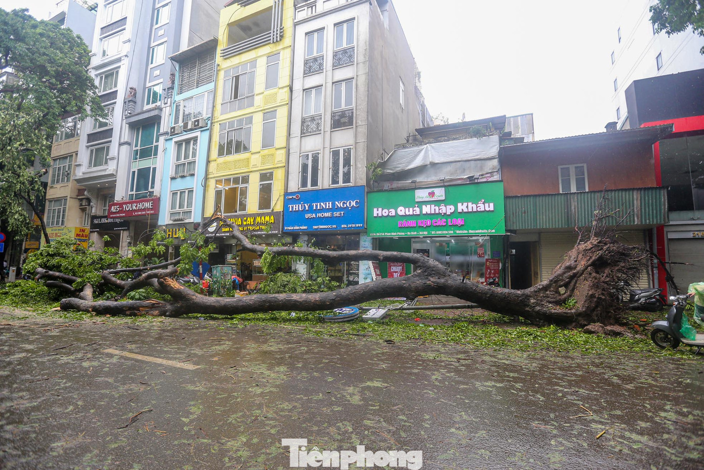 Một cây cổ thụ lớn đổ sập xuống lòng đường Phan Đình Phùng.