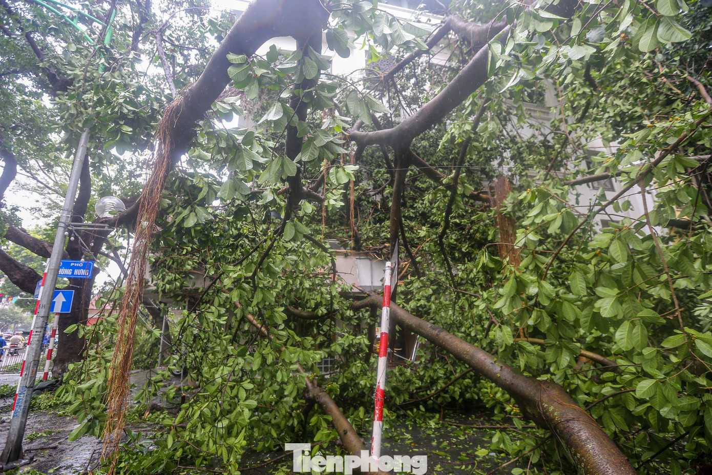 Cảnh "rừng cây" phủ bóng khu phố.