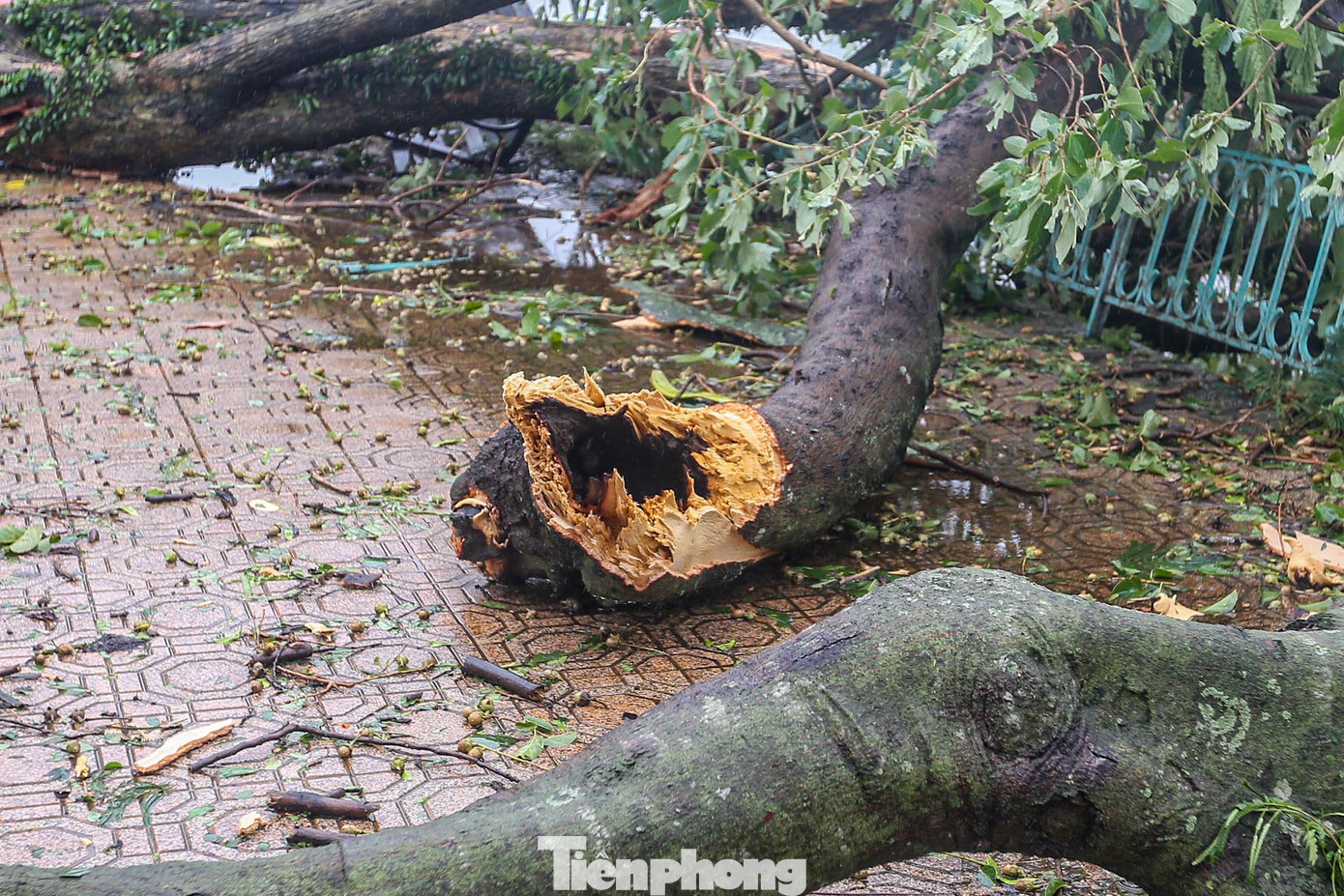 Nhiều cây lộ ra thân rỗng, mục nát.