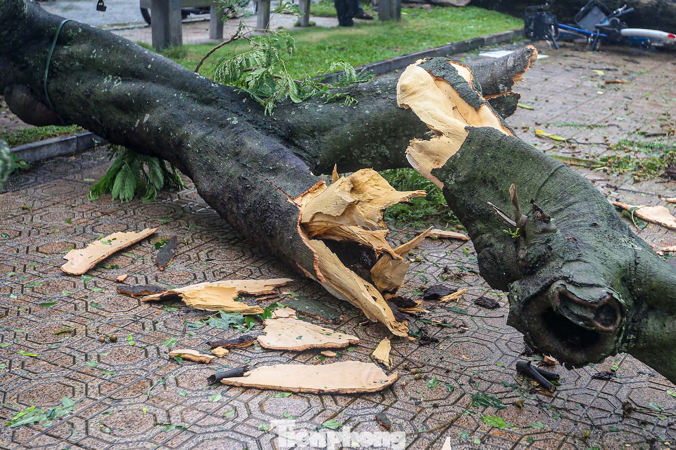 Nhiều cây lộ ra thân rỗng, mục nát.