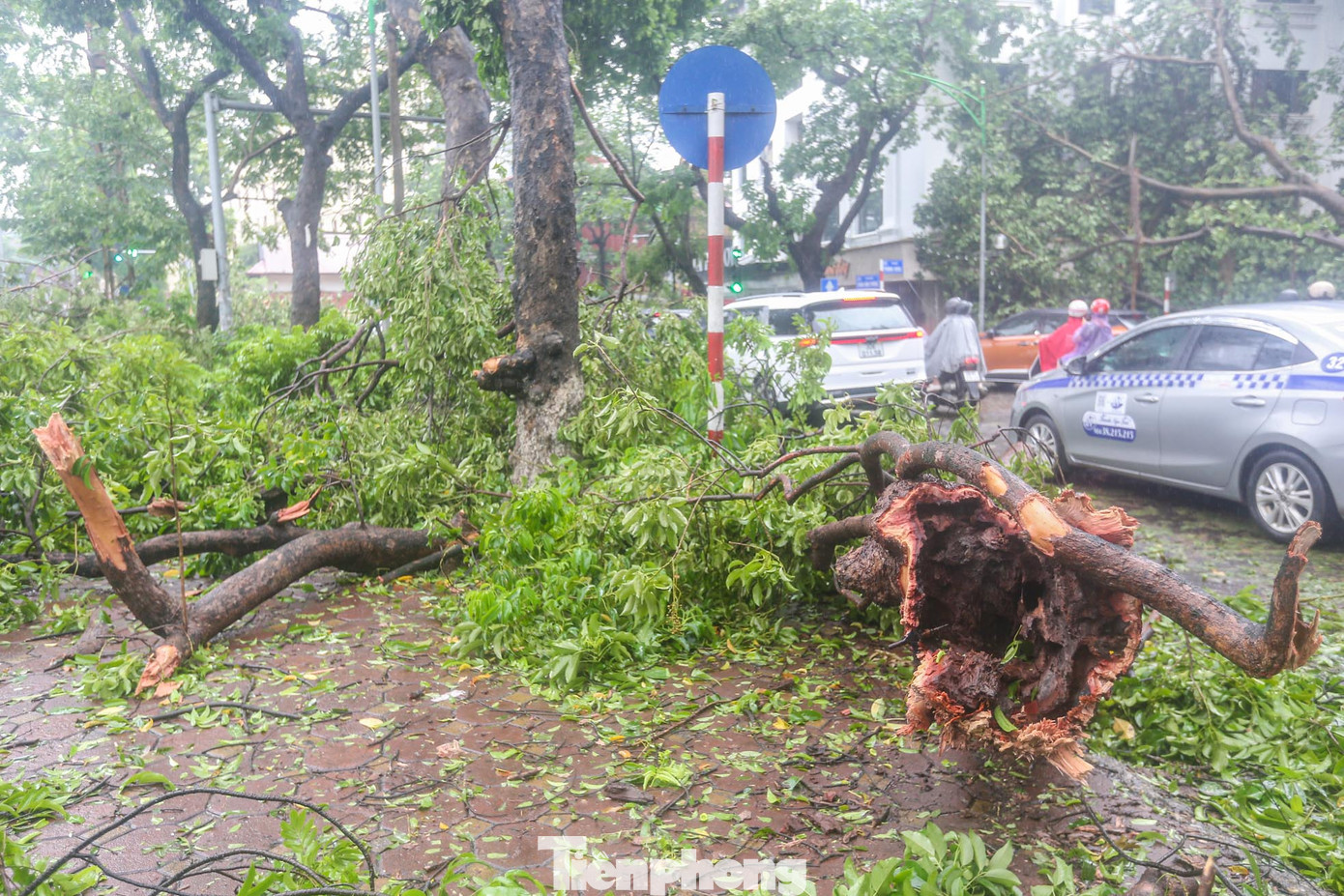 Trên đường phố Hà Nội, cây đổ la liệt. Theo cơ quan chức năng có hơn 2.500 cây xanh bị đổ gãy, thiệt hại nặng nề.