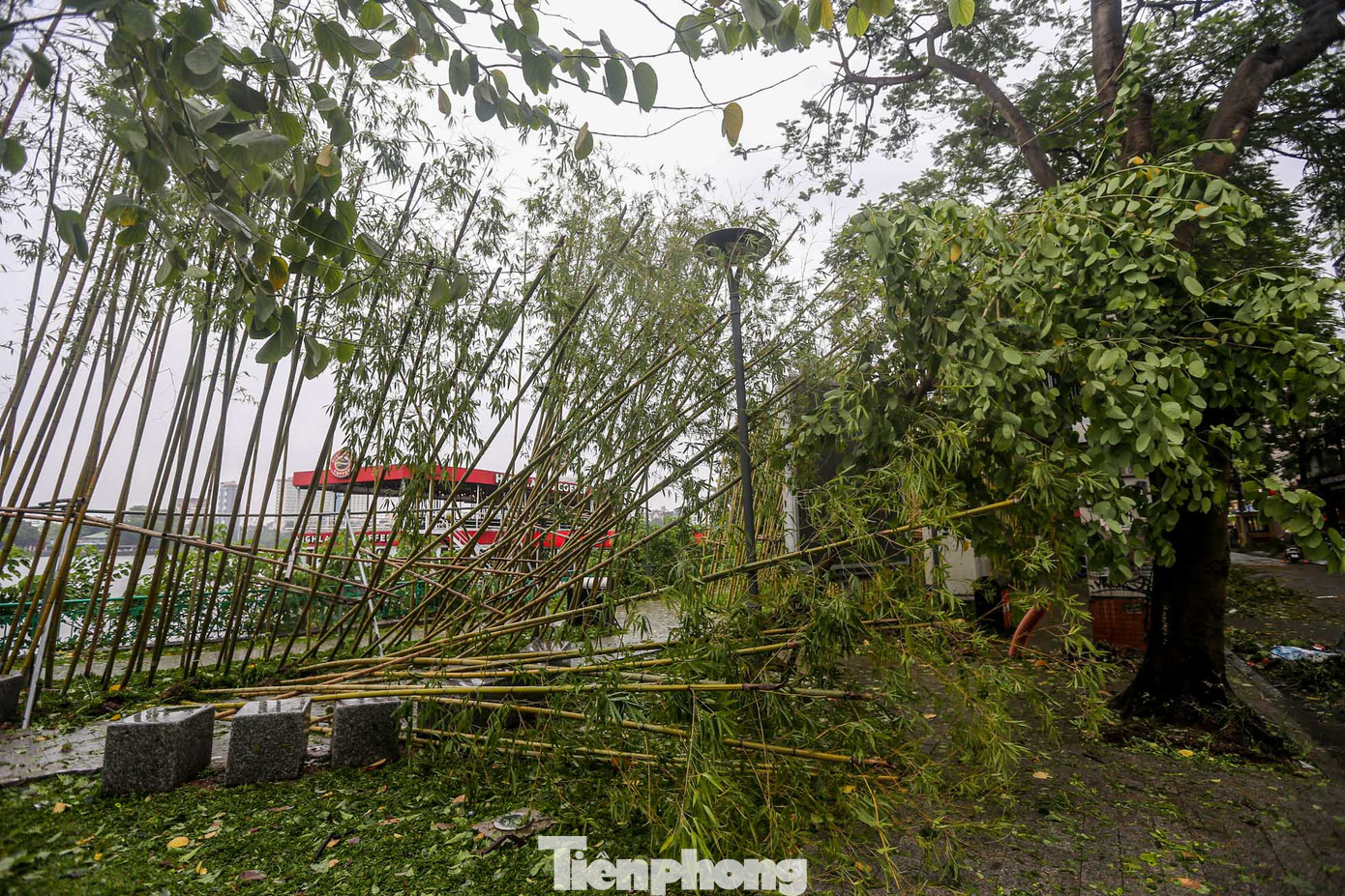 Các cây trúc đều đổ ngả nghiêng.