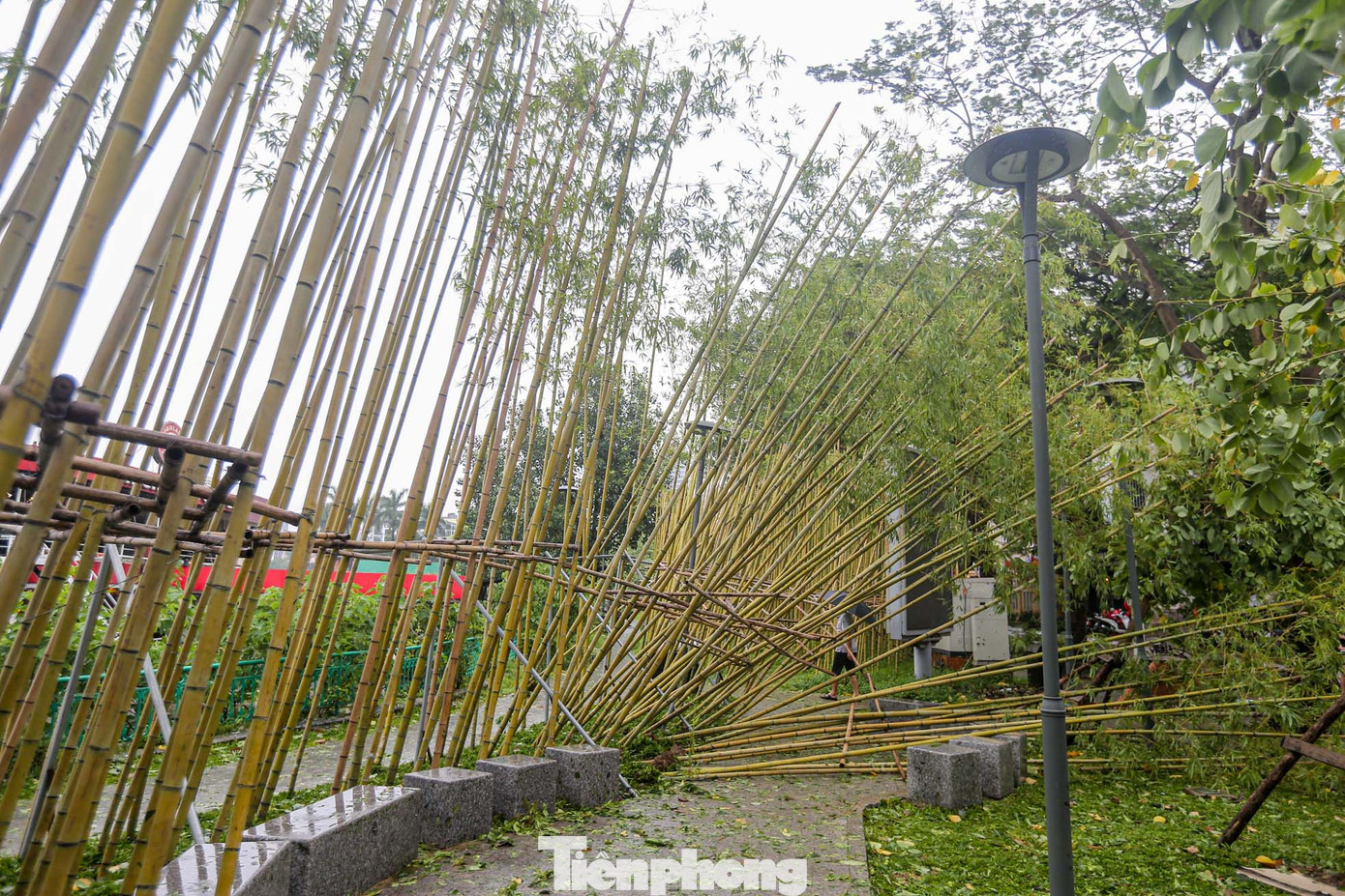 Các cây trúc đều đổ ngả nghiêng.