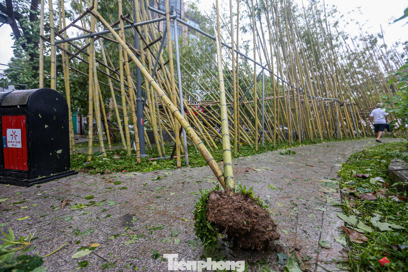 Thậm chí nhiều cây còn "bay" cả gốc.