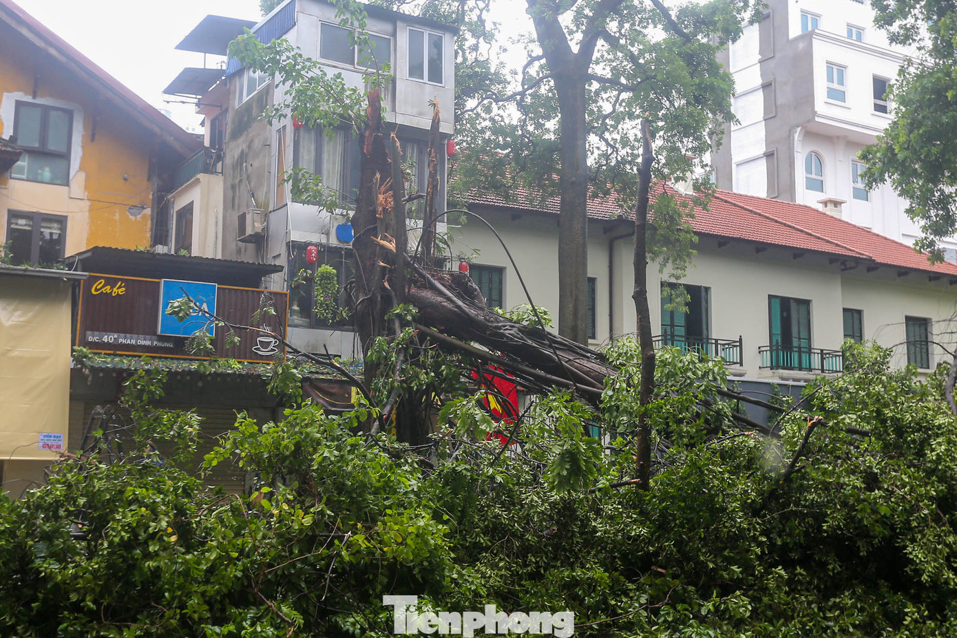 Một cây cổ thụ gãy đôi trên đường Phan Đình Phùng.