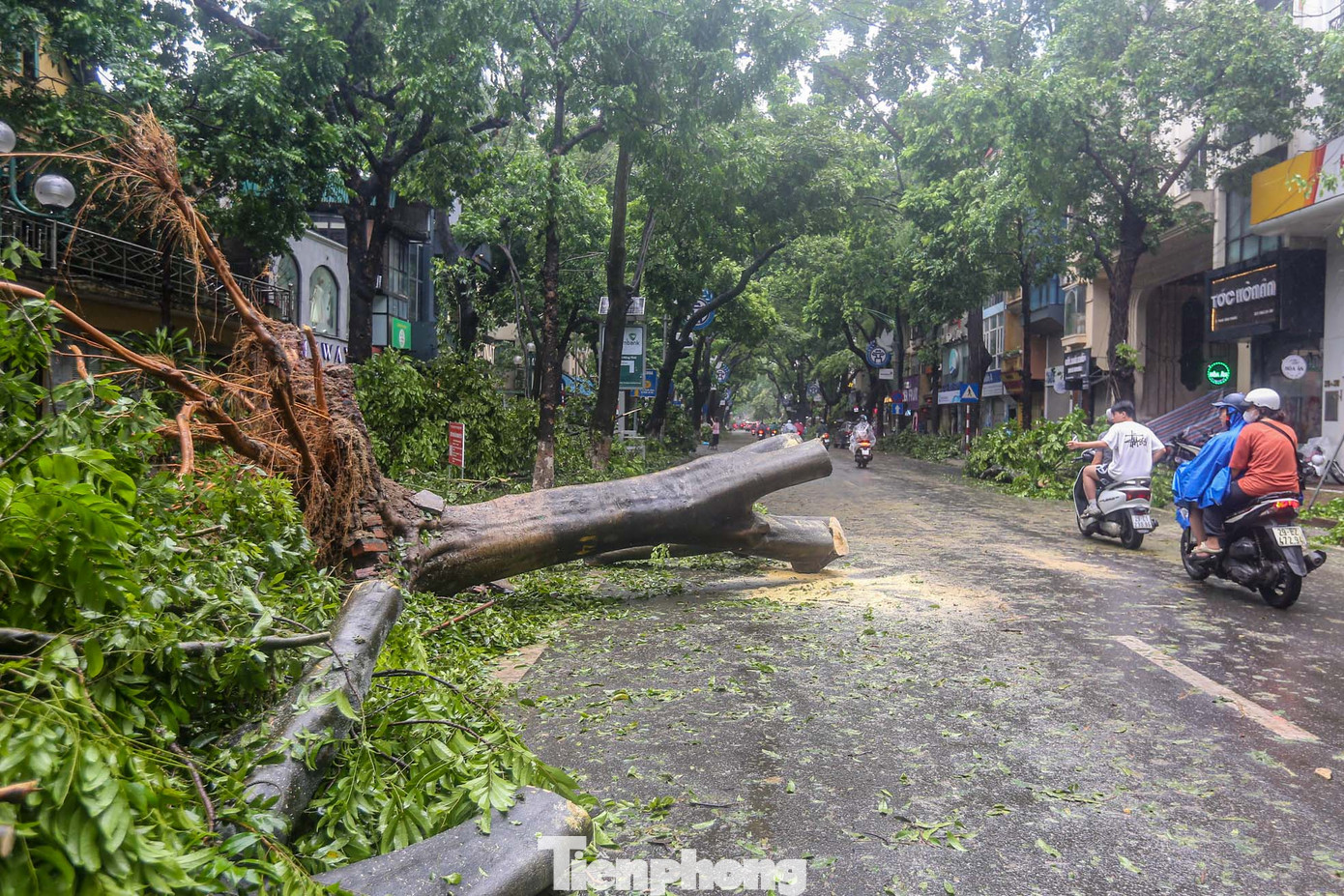 "Tôi chưa bao giờ thấy phố Phan Đình Phùng tan hoang như thế này, tôi rất tiếc khi chứng kiến nhiều cây to gãy đổ như vậy, mong sau khi khắc phục hậu quả sau bão, con đường lại trở nên đẹp như xưa", chị Hà Anh (Cầu Giấy) chia sẻ.