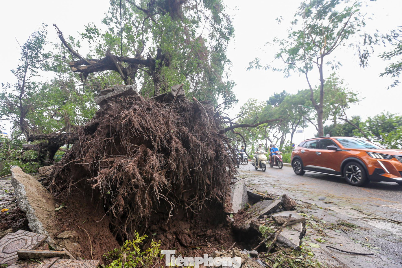 Cây có bộ rễ khá là khủng với đường kính khoảng 4m.