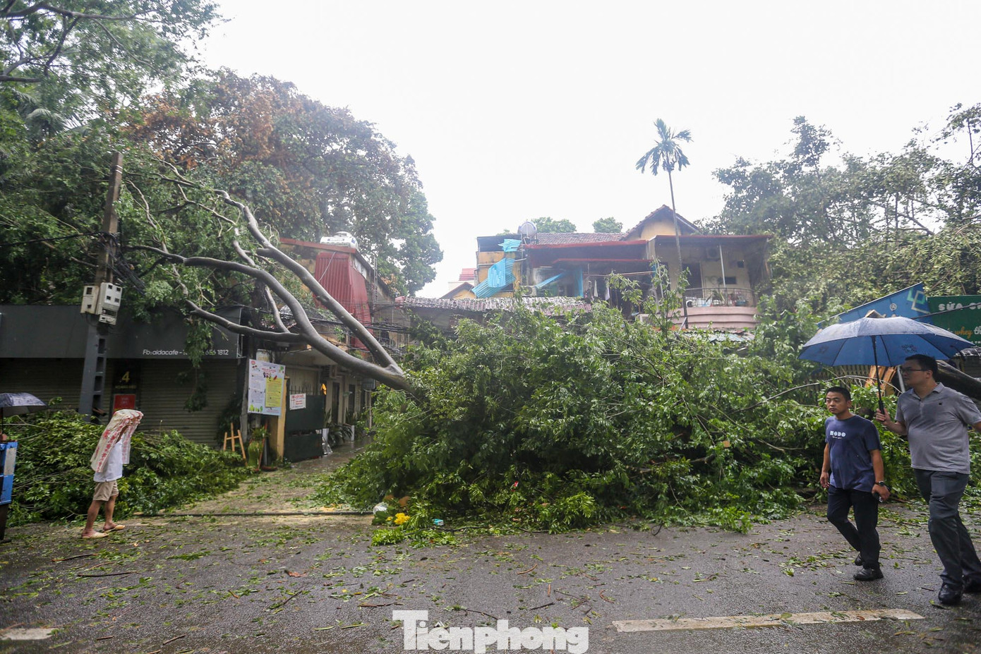 Một gốc cây khủng khác trên đường Hoàng Diệu đổ vào nhà dân.