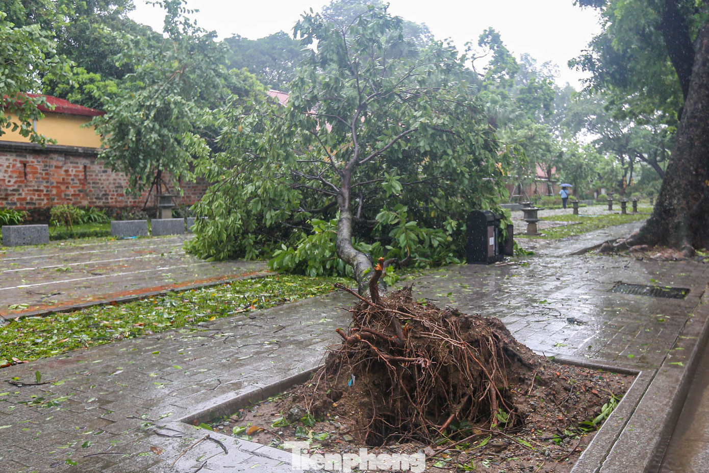 "Tôi thấy rất tiếc nuối khi chứng kiến cảnh này khi đi qua đây. Không nghĩ nhiều cây đổ như thế, đặc biệt những cây cổ thụ trên đường Hoàng Diệu, Phan Đình Phùng... những hàng cây tạo nên vẻ đẹp của cả con đường", chị Huyền Trang (quận Thanh Xuân, Hà Nội) chia sẻ.
