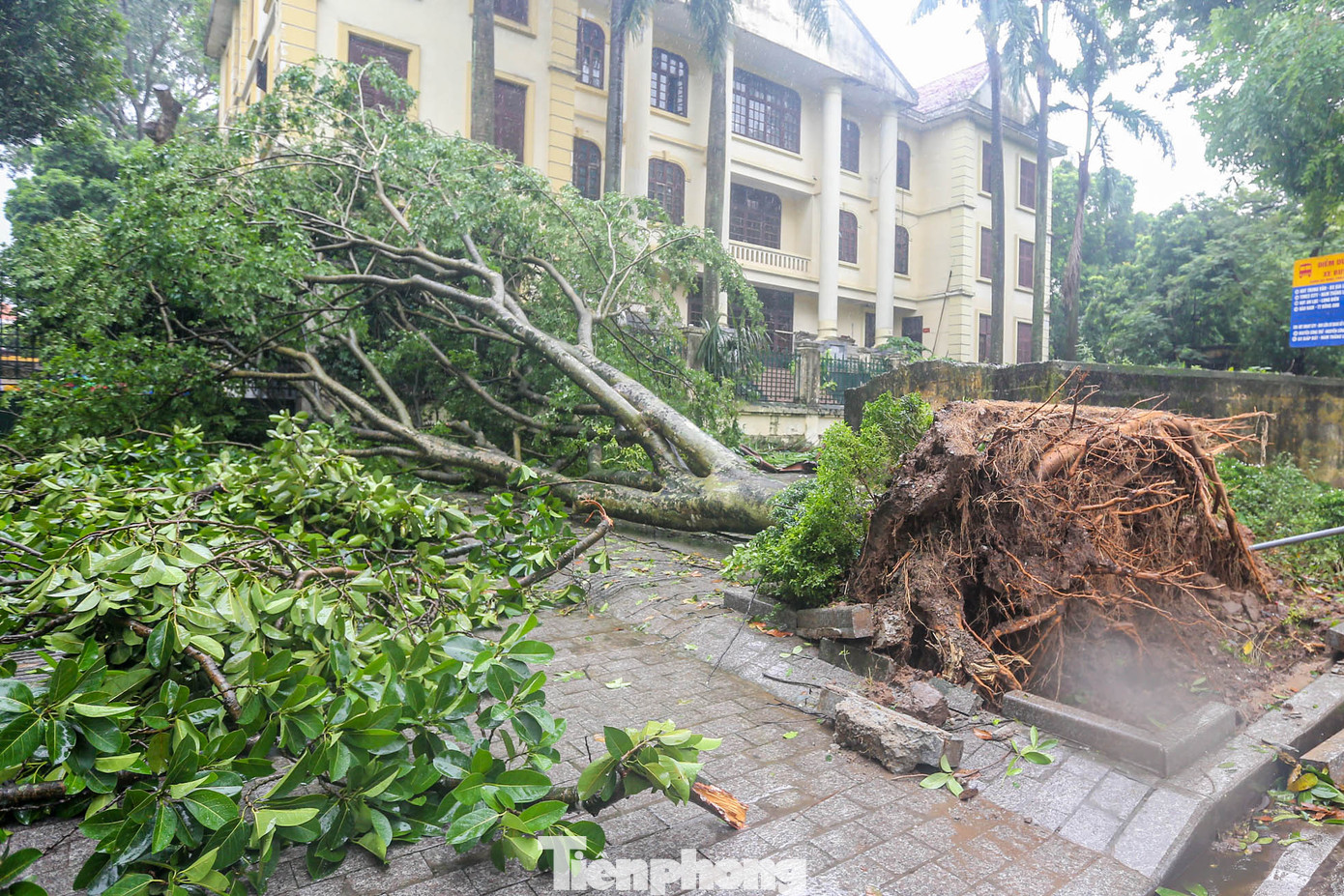 "Tôi thấy rất tiếc nuối khi chứng kiến cảnh này khi đi qua đây. Không nghĩ nhiều cây đổ như thế, đặc biệt những cây cổ thụ trên đường Hoàng Diệu, Phan Đình Phùng... những hàng cây tạo nên vẻ đẹp của cả con đường", chị Huyền Trang (quận Thanh Xuân, Hà Nội) chia sẻ.