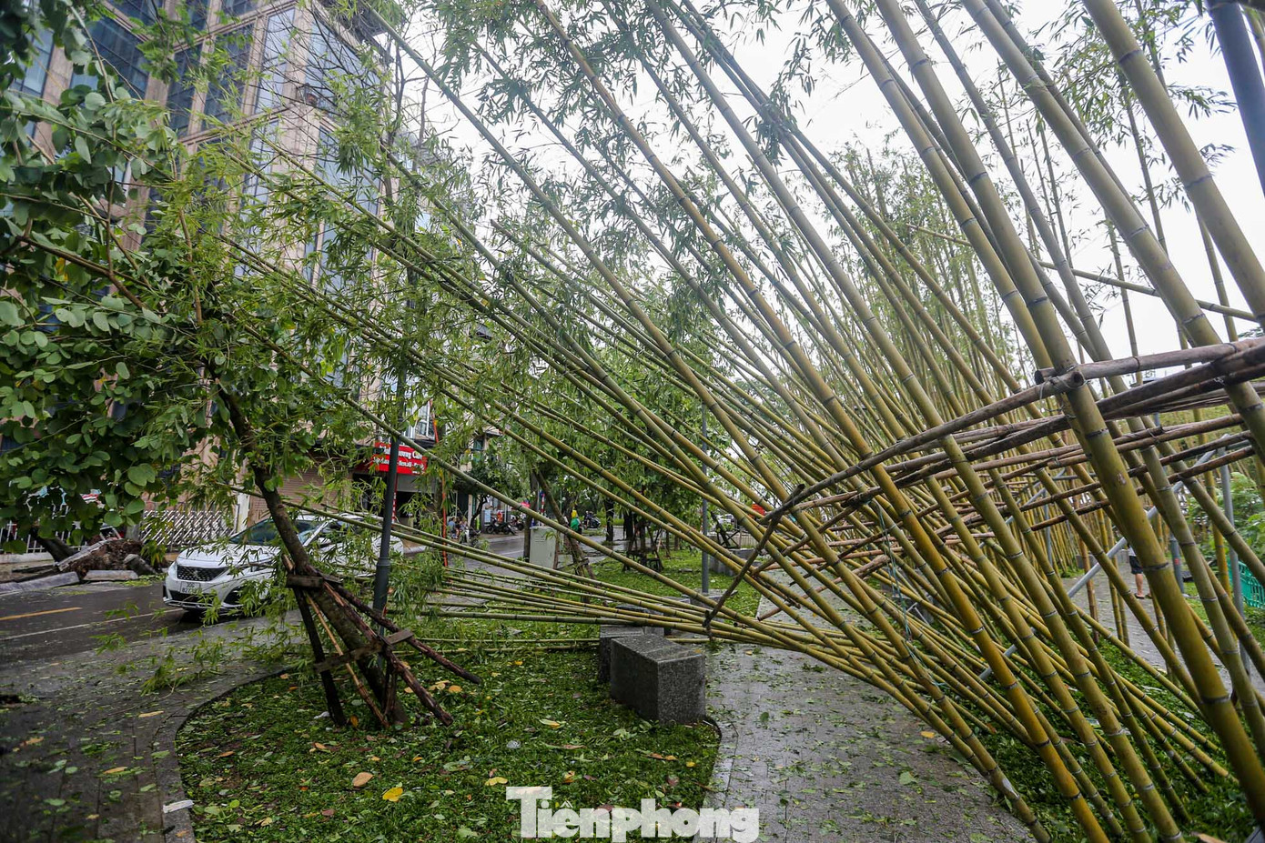 Các cây trúc đều đổ ngả nghiêng.