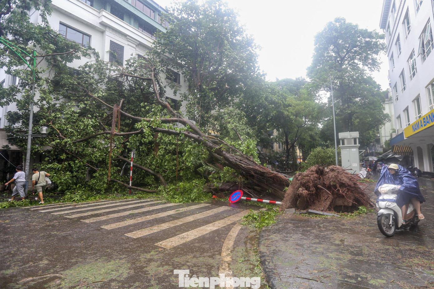 Cây cổ thụ khủng đổ xuống lòng đường trên phố Phùng Hưng.
