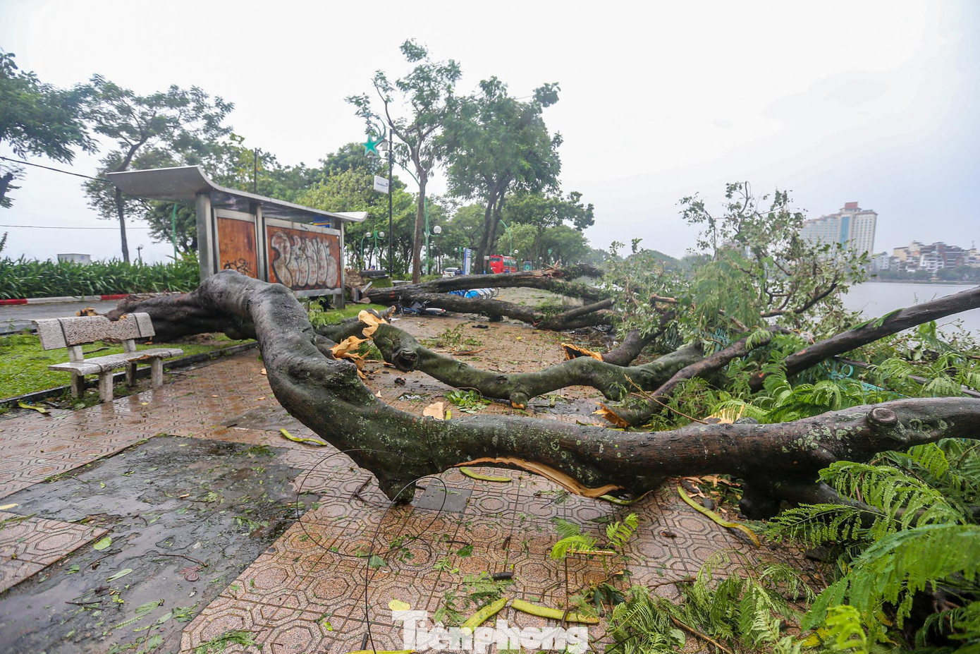 Hàng cây khủng phía hồ Trúc Bạch đổ rạp xuống vỉa hè.