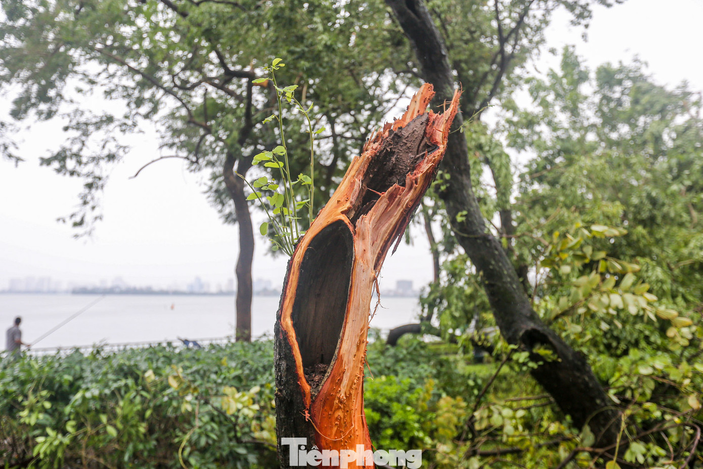Một thân cây lõi rỗng, mục nát lộ ra sau cơn bão.